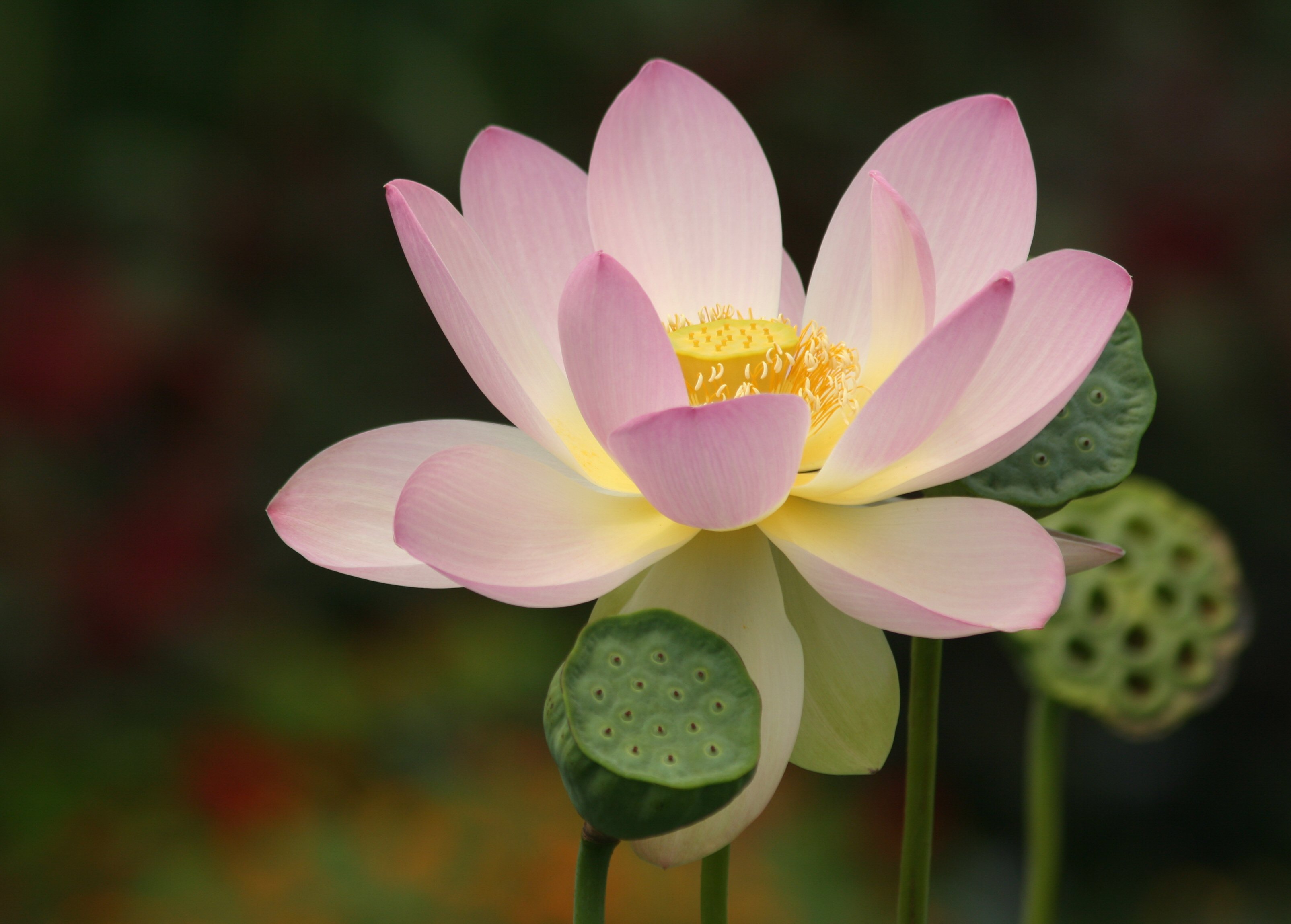 lotus blossom demeanor