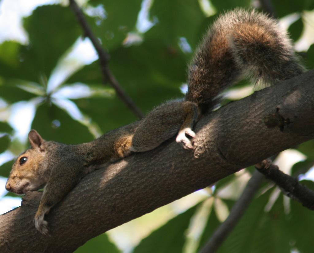 Lazy Squirrel