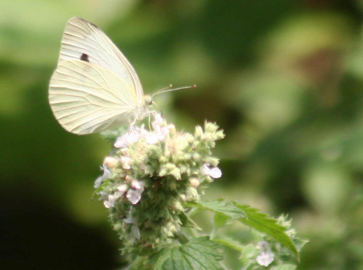 white butterfly or moth